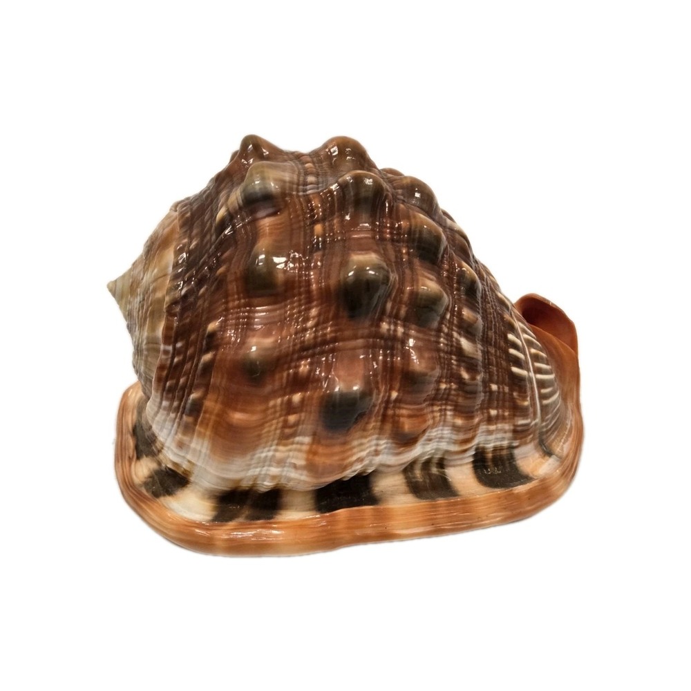 Cypraecassis rufa bullmouth cameo shell helmet sea african seashell big